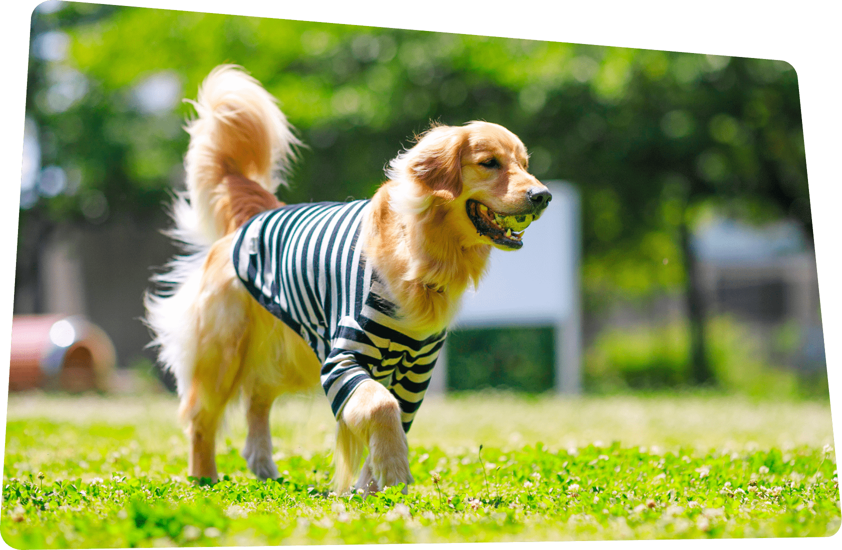 愛犬と共に過ごす、上質で特別な休日を。